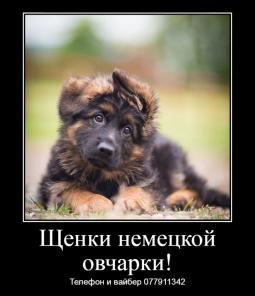 Замечательные щенки немецкой овчарки с документами!