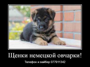 Замечательные щенки немецкой овчарки с документами!