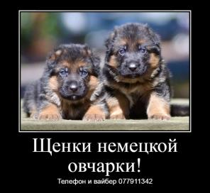 Замечательные щенки немецкой овчарки с документами!