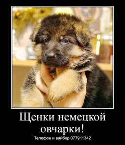 Замечательные щенки немецкой овчарки с документами!
