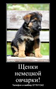 Замечательные щенки немецкой овчарки с документами!