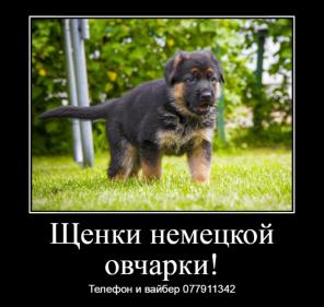 Замечательные щенки немецкой овчарки с документами!