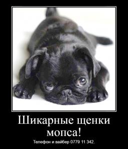 Шикарные щенки мопса ждут своих хозяев! 
