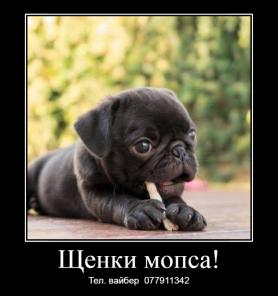 Шикарные щенки мопса ждут своих хозяев! 