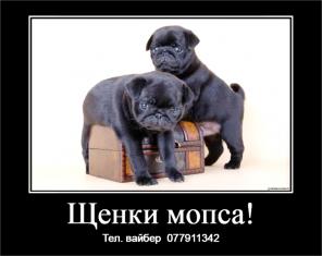 Шикарные щенки мопса ждут своих хозяев! 
