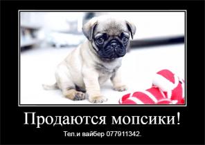 Продаются щенки мопса!