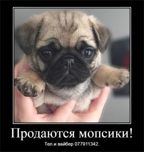 Продаются щенки мопса!
