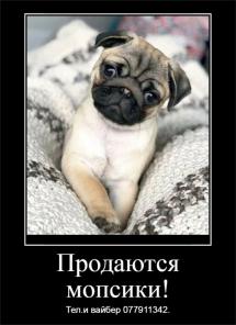 Продаются щенки мопса!