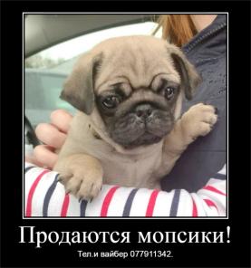 Продаются щенки мопса!