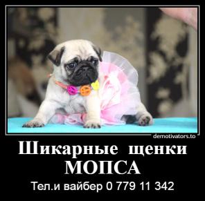Продаются щенки мопса!