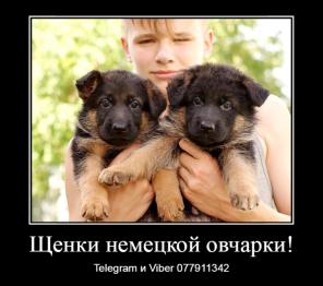 Уникальные щенки немецкой овчарки чепрачного окраса!