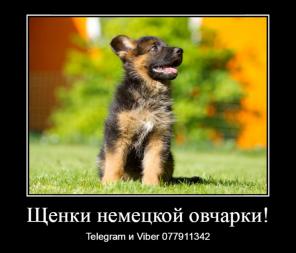 Уникальные щенки немецкой овчарки чепрачного окраса!