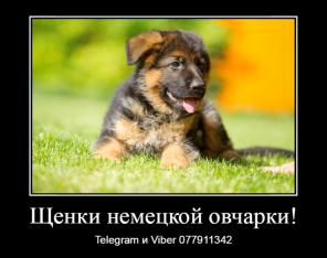 Уникальные щенки немецкой овчарки чепрачного окраса!