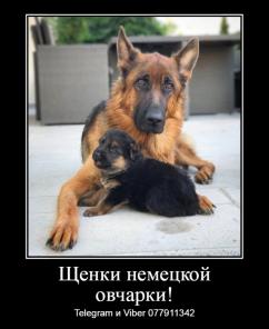Уникальные щенки немецкой овчарки чепрачного окраса!