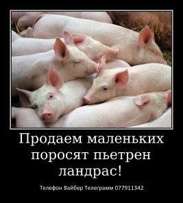 Предлагаю шикарных малышей французского бульдога!