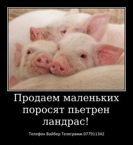 Предлагаю шикарных малышей французского бульдога!