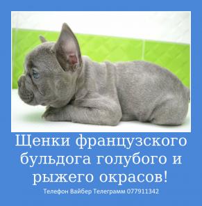 Предлагаю шикарных малышей французского бульдога!