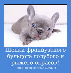Предлагаю шикарных малышей французского бульдога!