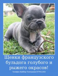 Предлагаю шикарных малышей французского бульдога!