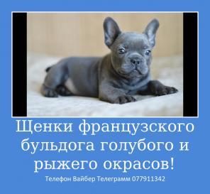 Предлагаю шикарных малышей французского бульдога!
