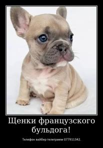Лучший Новогодний подарок это щенок французкого бульдога!