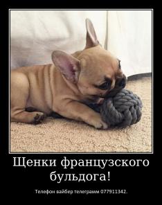 Лучший Новогодний подарок это щенок французкого бульдога!