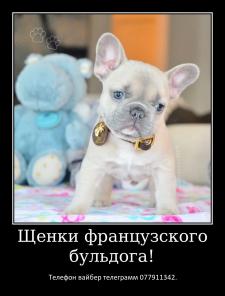 Лучший Новогодний подарок это щенок французкого бульдога!