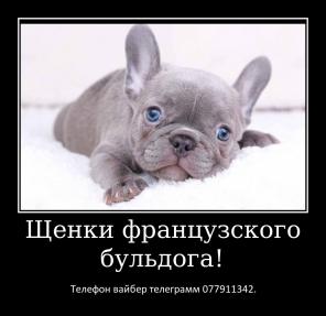Лучший Новогодний подарок это щенок французкого бульдога!