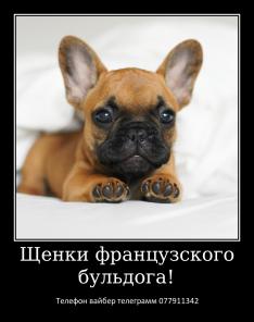 Лучший Новогодний подарок это щенок французкого бульдога!