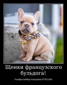 Лучший Новогодний подарок это щенок французкого бульдога!