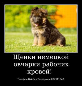 Щенки немецкой овчарки стандартного окраса!