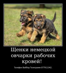 Щенки немецкой овчарки стандартного окраса!