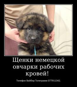 Щенки немецкой овчарки стандартного окраса!