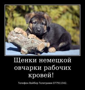 Щенки немецкой овчарки стандартного окраса!