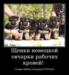Щенки немецкой овчарки стандартного окраса!