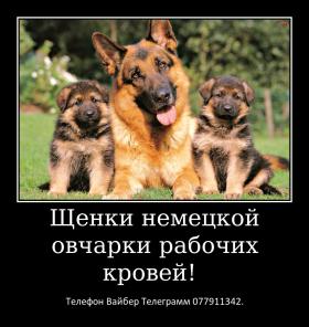 Щенки немецкой овчарки стандартного окраса!