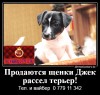 Продаются щенки Джек рассел терьер!