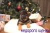 Новогодние скидки! Продаются недорого щенки немцкой овчарки!!!