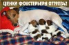 Продаются щенки гладкошерстного фокстерьера