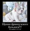Щенки французского бульдога по разумной привлекательной цене которая вас удивит!!!