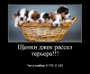 Щенки  джек рассел терьера (фильм Маска)!!!