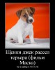 НЕДОРОГО!!! Щенки  джек рассел терьера (фильм Маска)!!!