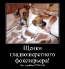 Щенки гладкошерстного фокстерьера!
