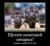 .Замечательные щенки немецкой овчарки с документами!.