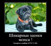 .Шикарные щенки мопса ждут своих хозяев! .