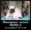 .Продаются щенки мопса!.