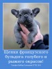 .Предлагаю шикарных малышей французского бульдога!.