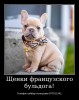 .Лучший Новогодний подарок это щенок французкого бульдога!.