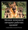 .Щенки немецкой овчарки стандартного окраса!.