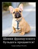 .Уникальные щенки французского бульдога!.